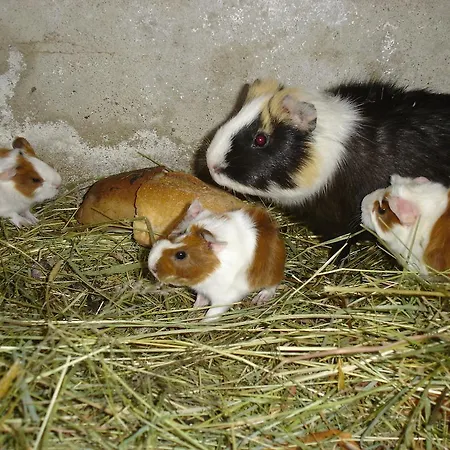 Holiday home Le Val Godard